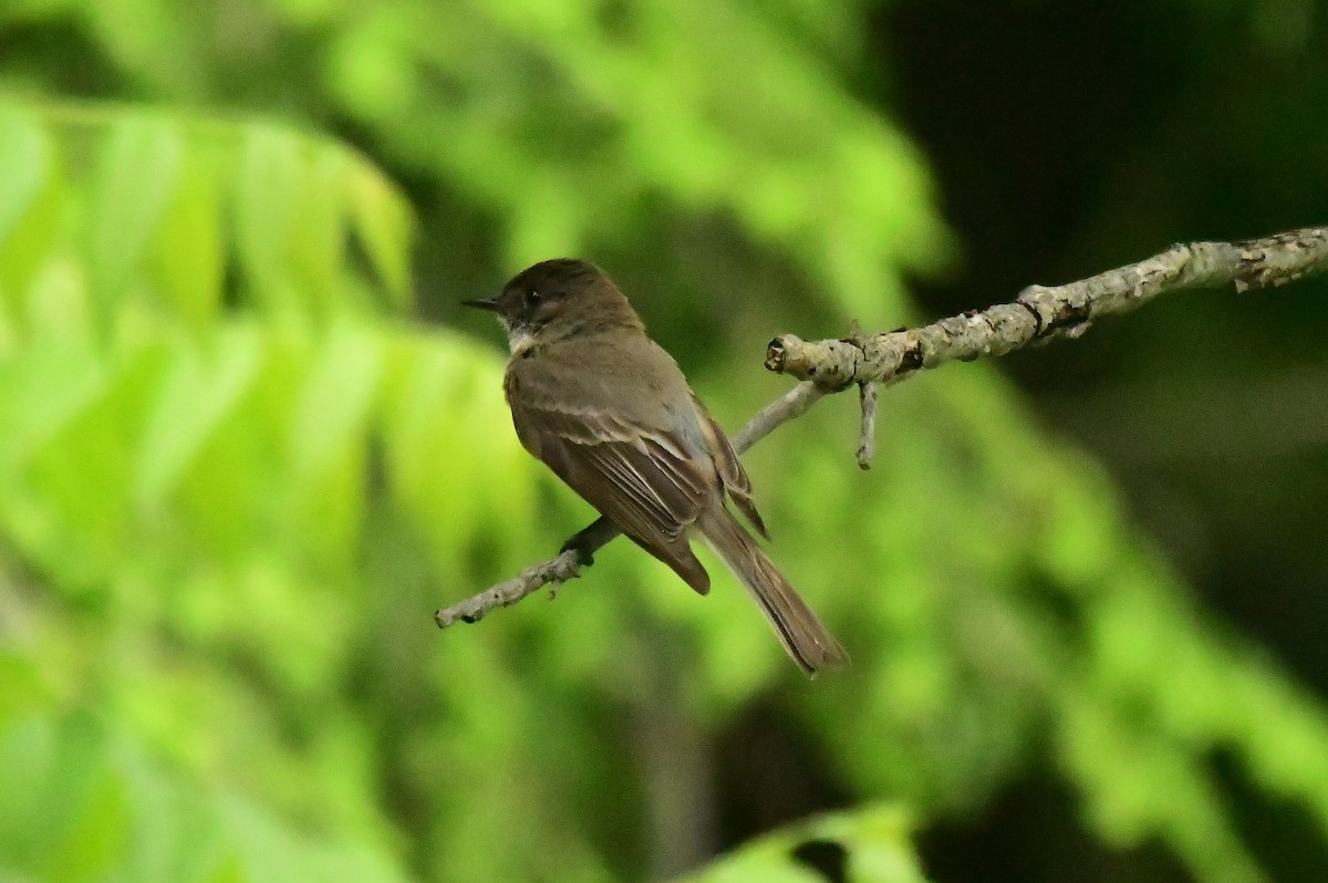 Eastern Phoebe - ML620327915