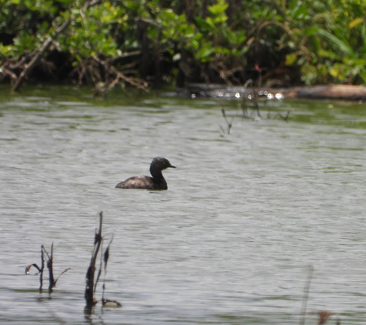 Least Grebe - Manuel Pérez R.