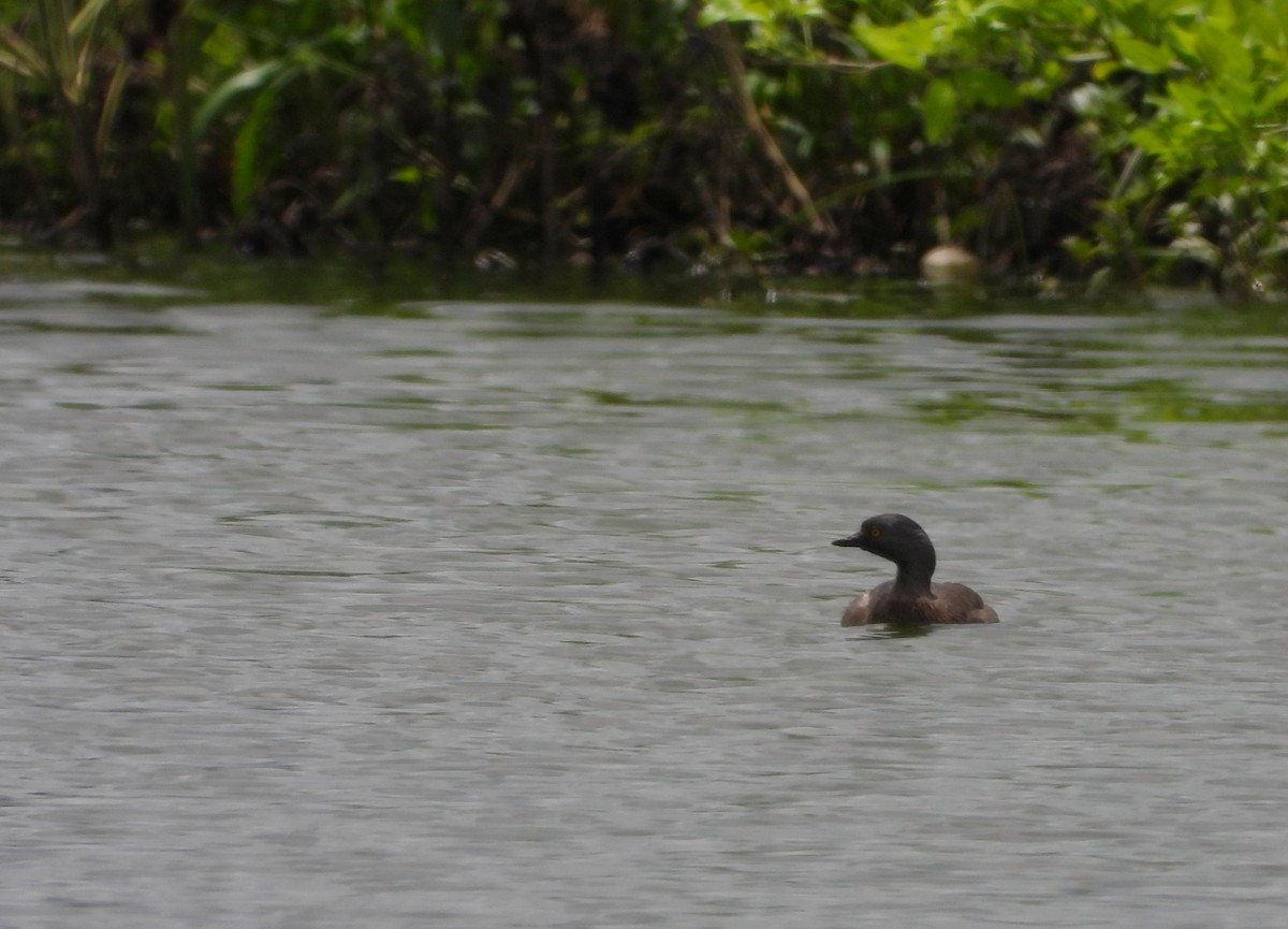 Least Grebe - ML620327920