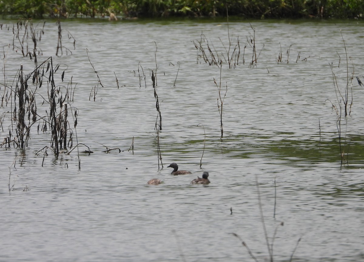 Least Grebe - ML620327923