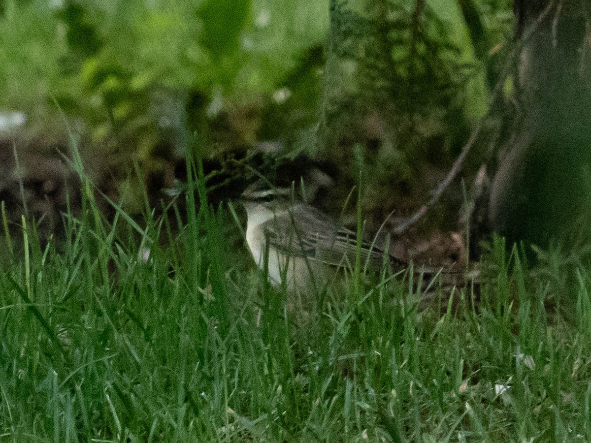 Sedge Warbler - ML620327932