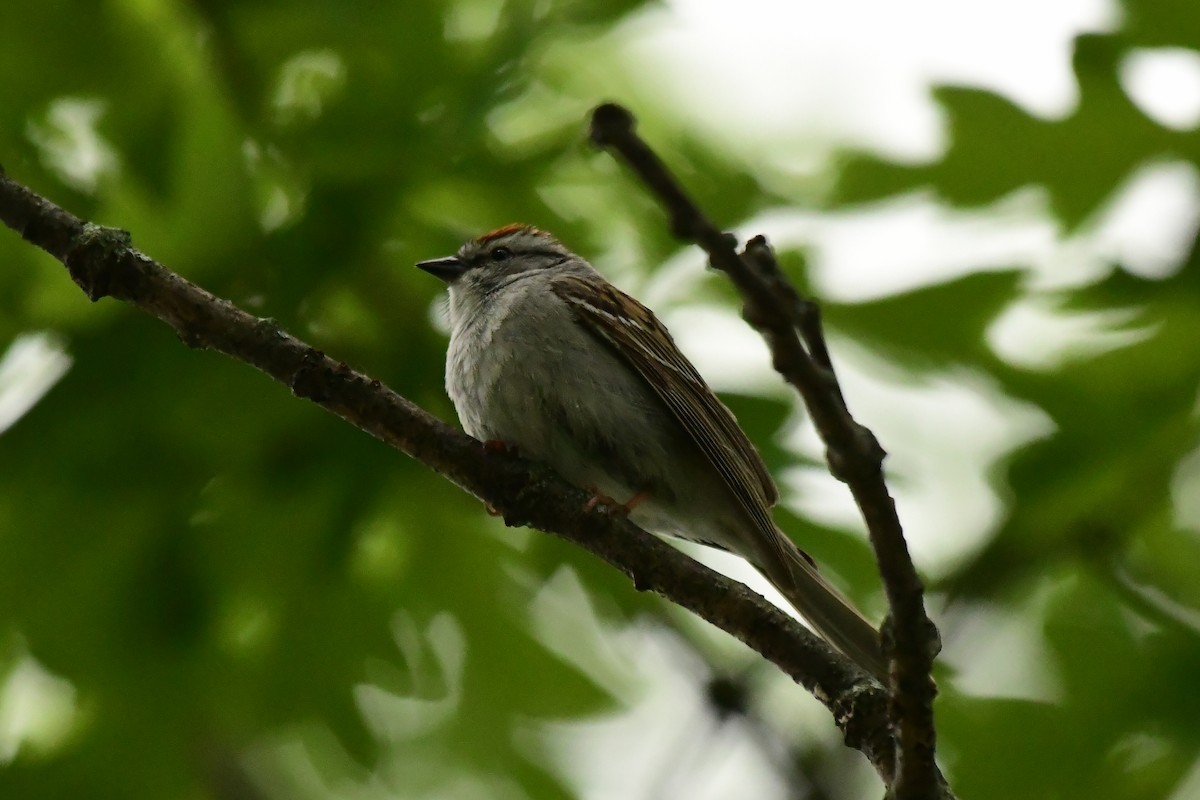 Chipping Sparrow - ML620327936