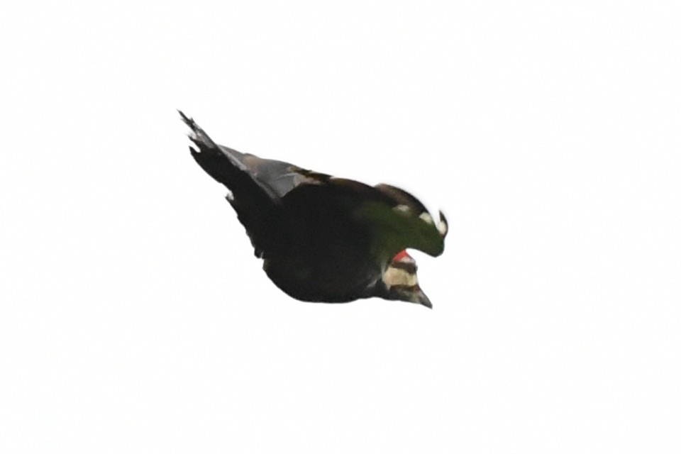Pileated Woodpecker - ML620327953