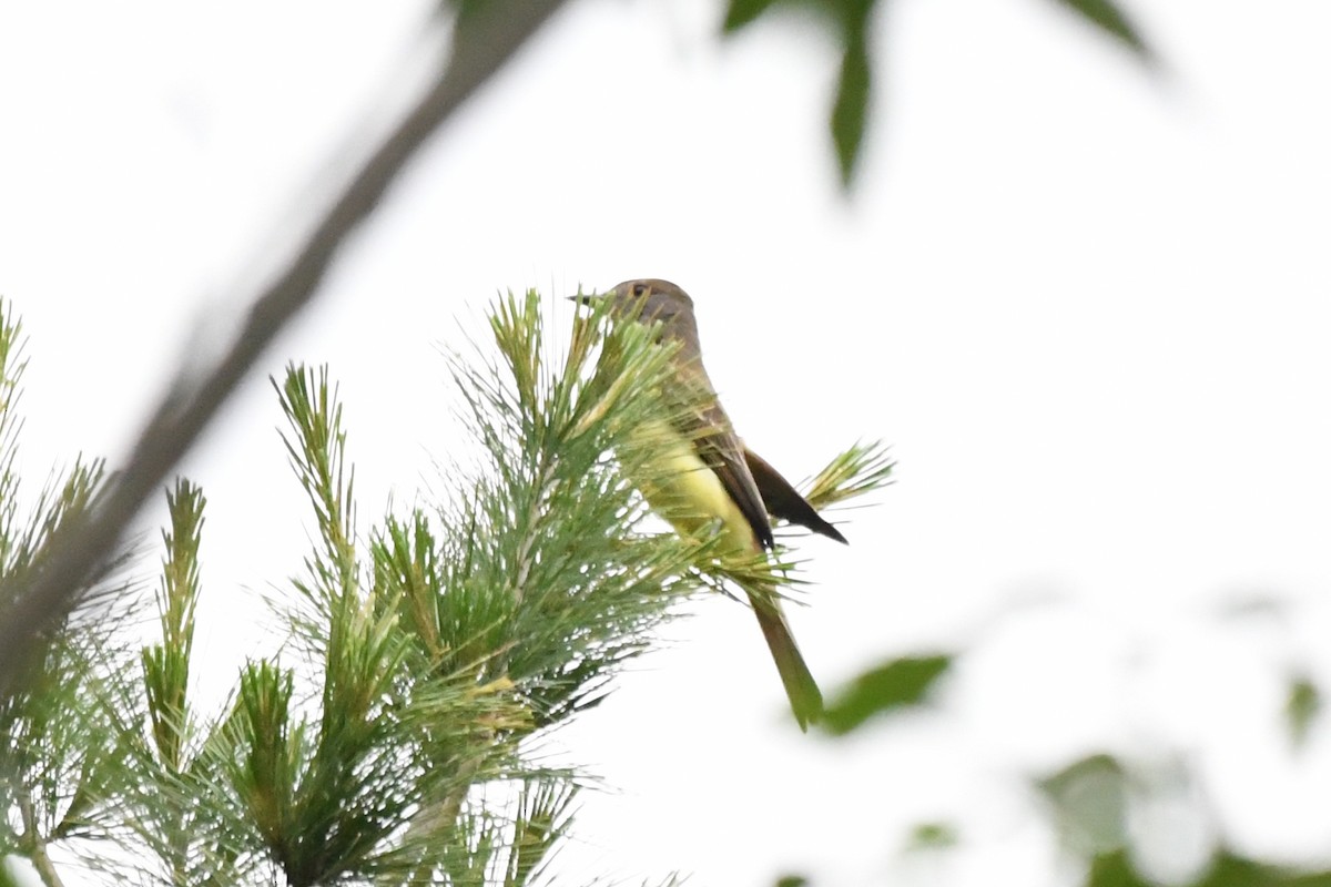 Great Crested Flycatcher - ML620327957