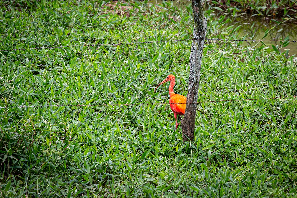 Scarlet Ibis - ML620327985