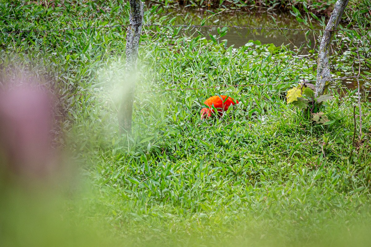 Scarlet Ibis - ML620327986