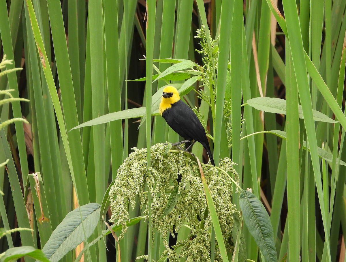 Yellow-hooded Blackbird - ML620327989