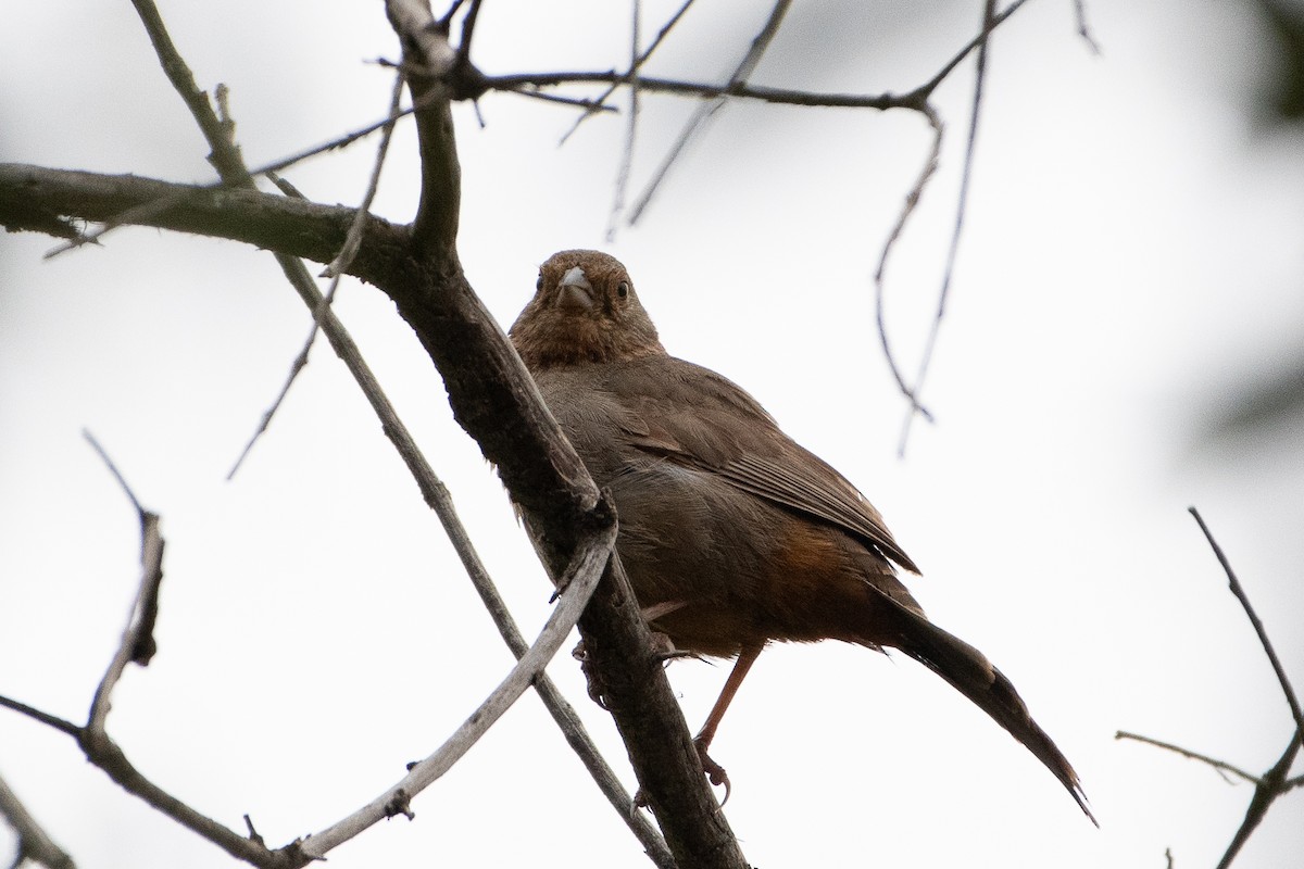 California Towhee - ML620327990