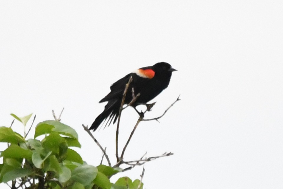 Red-winged Blackbird - ML620327998