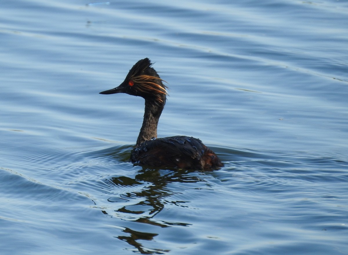 Eared Grebe - ML620328001