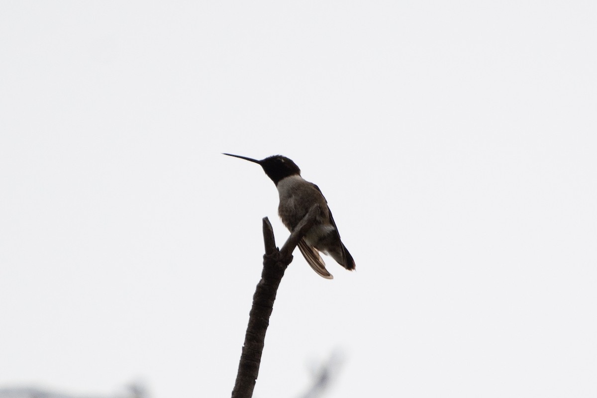 Black-chinned Hummingbird - ML620328003