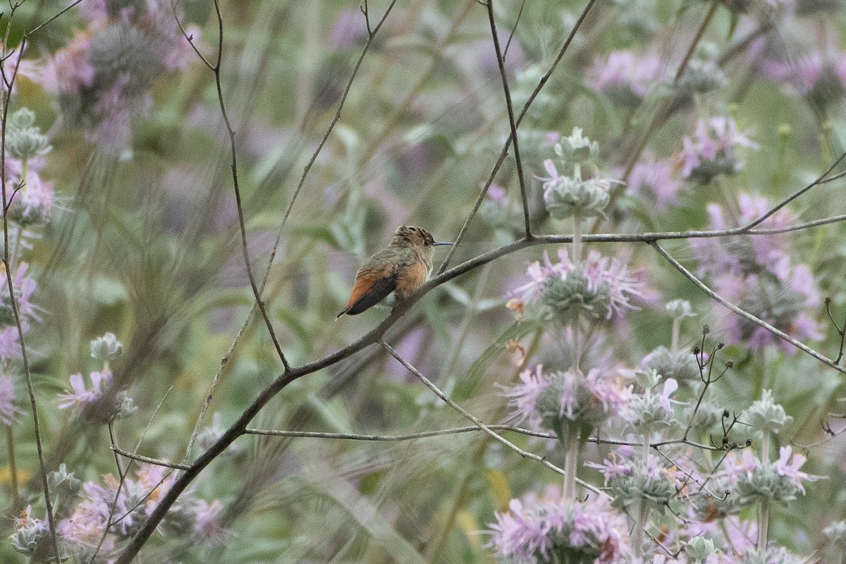 Allen's Hummingbird - ML620328004