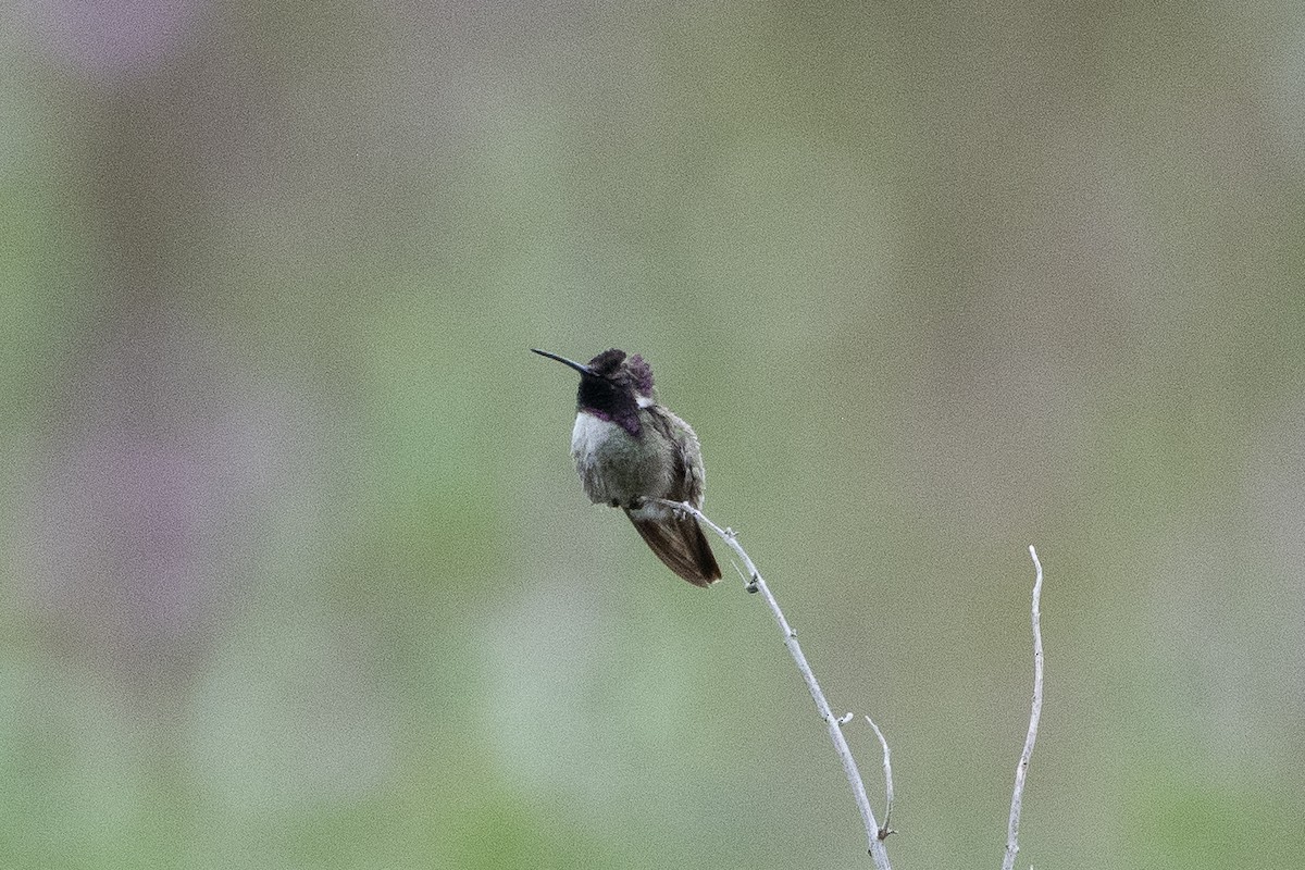 Colibrí de Costa - ML620328009