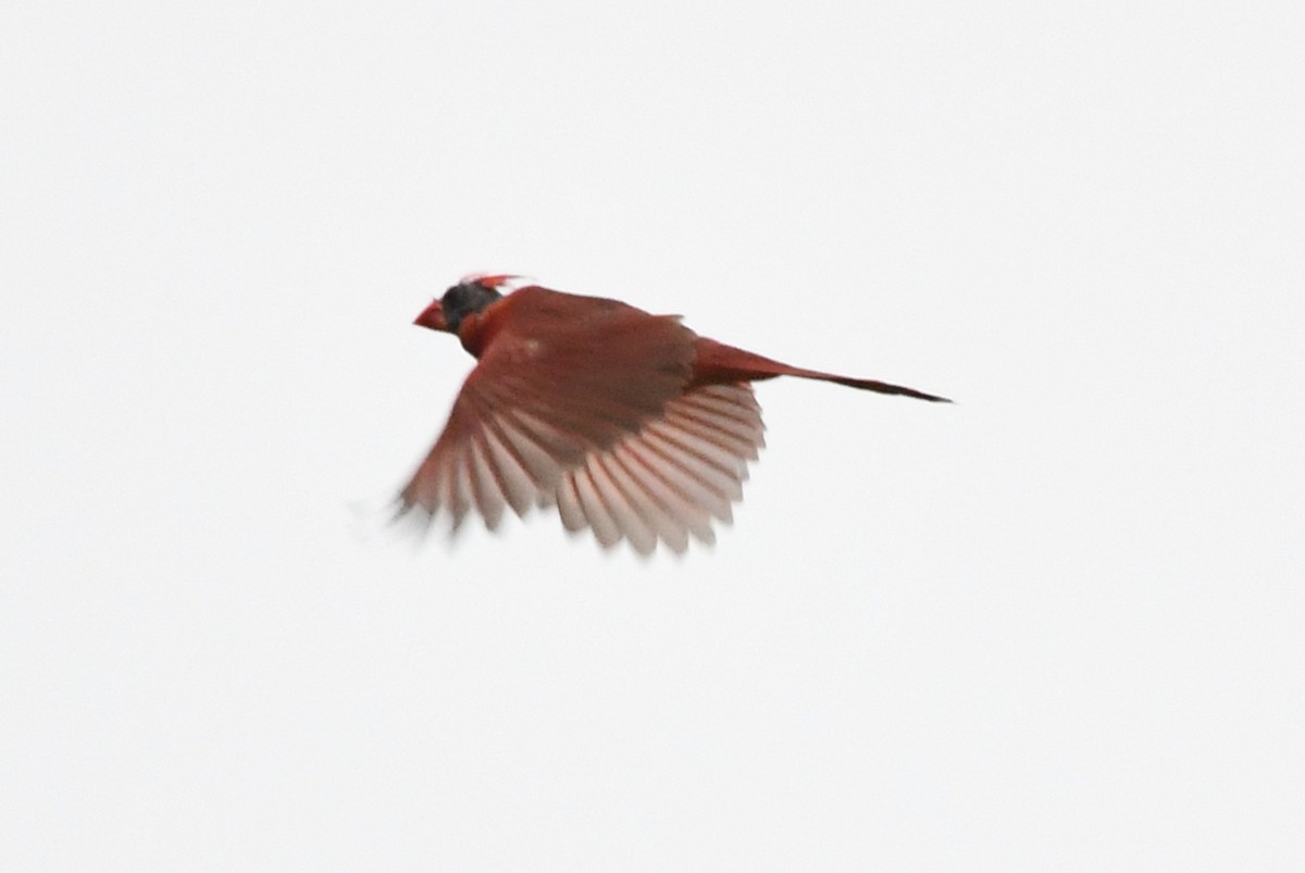 Cardinal rouge - ML620328013