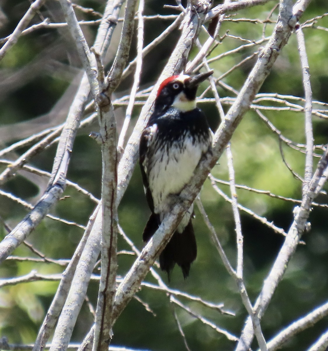 Acorn Woodpecker - ML620328018
