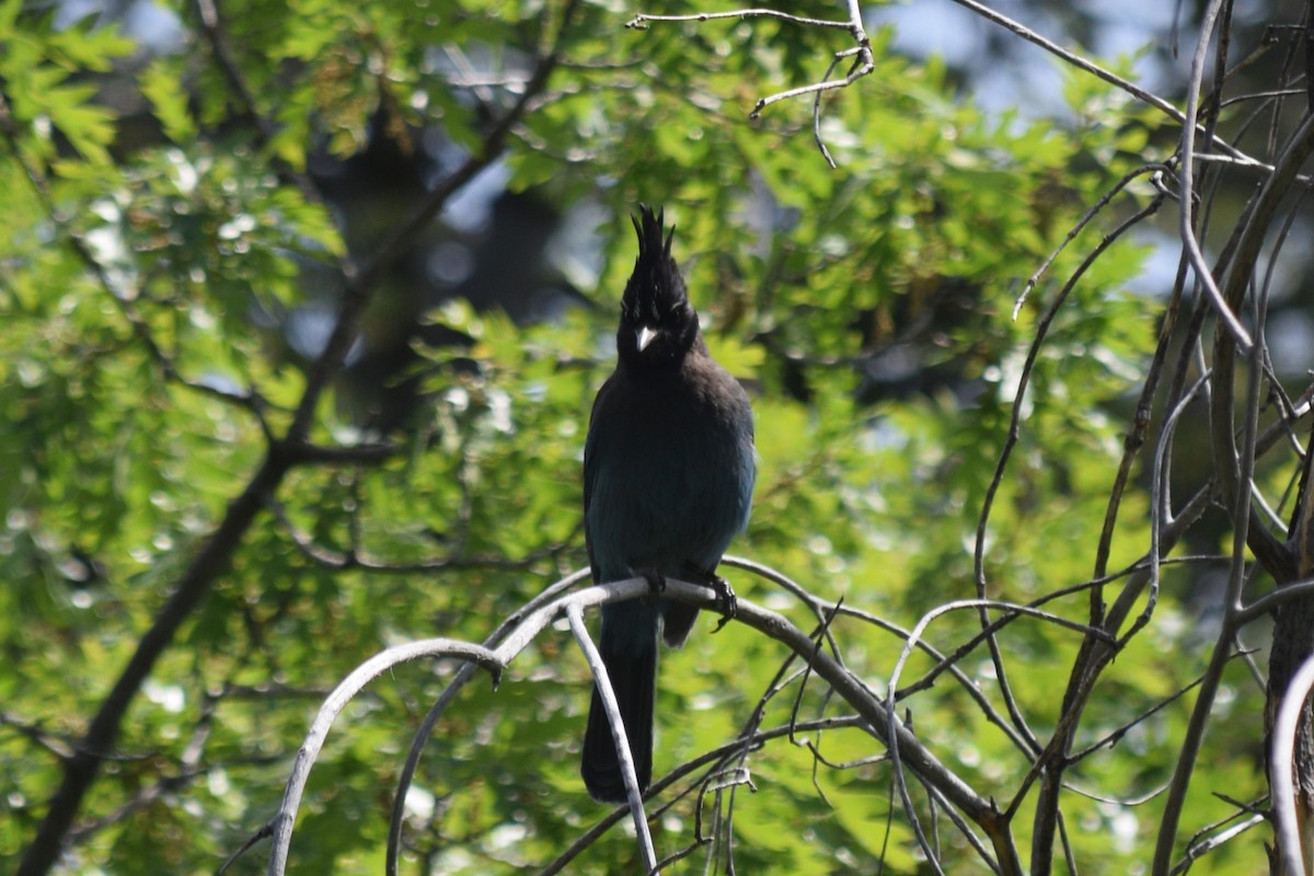 Steller's Jay (Southwest Interior) - ML620328031