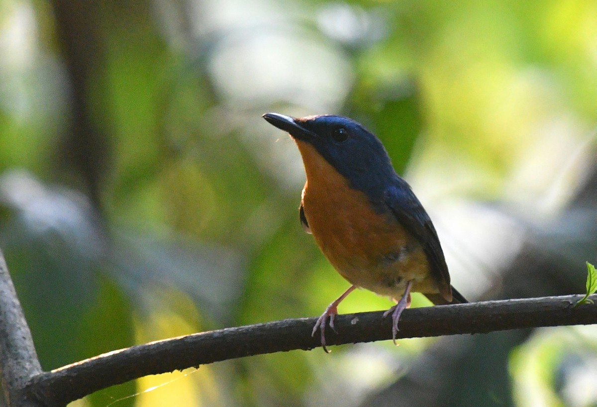 Large Blue Flycatcher - ML620328032