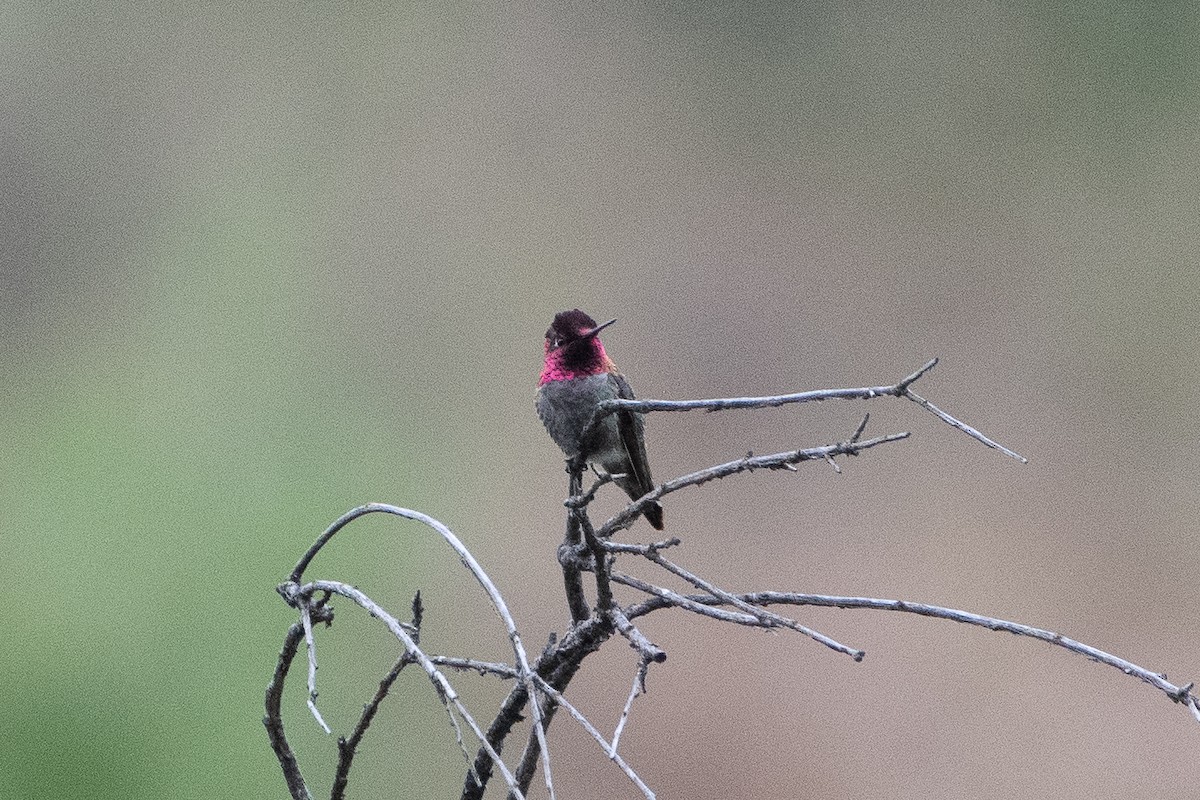 Anna's Hummingbird - ML620328037