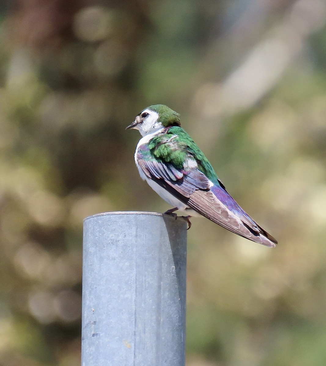 Violet-green Swallow - ML620328038