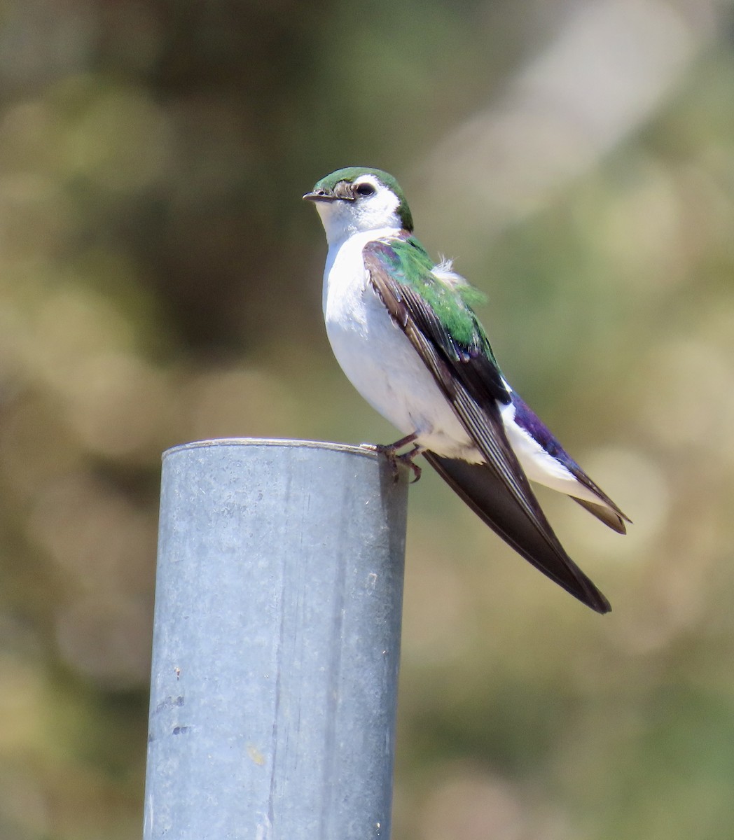 Violet-green Swallow - ML620328039