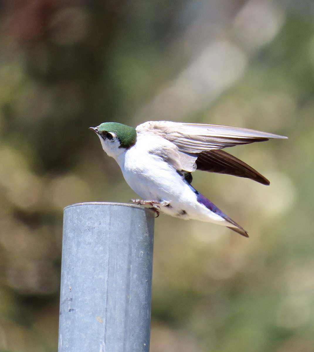 Violet-green Swallow - ML620328040