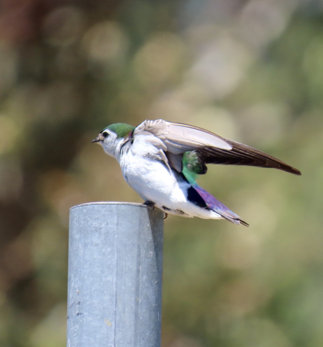 Violet-green Swallow - ML620328041