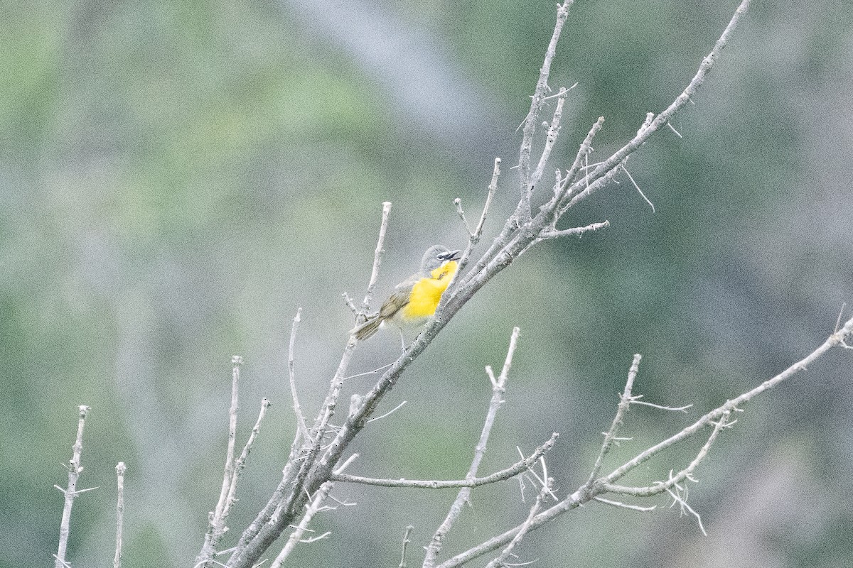 Yellow-breasted Chat - ML620328045
