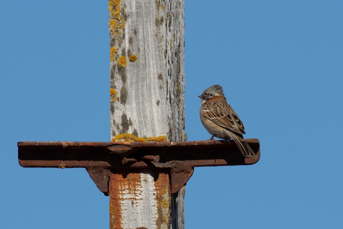 Rufous-collared Sparrow (Patagonian) - ML620328047