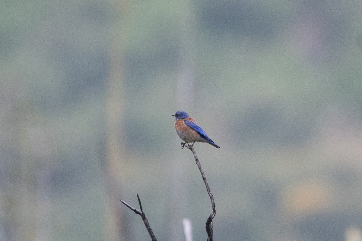 Western Bluebird - ML620328058