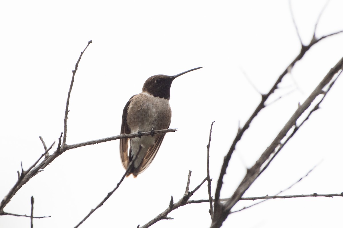 Black-chinned Hummingbird - ML620328062