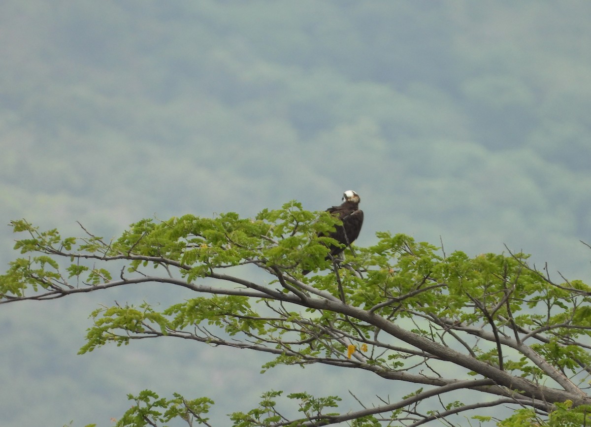 Águila Pescadora - ML620328068