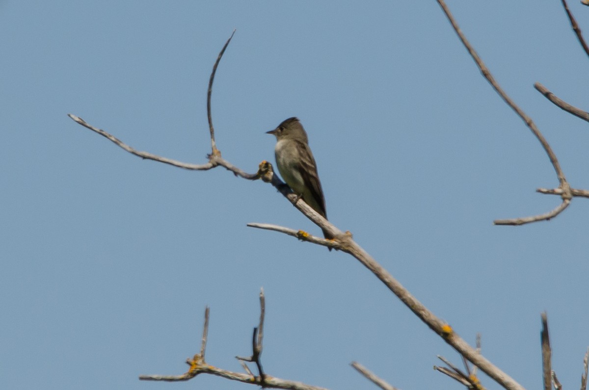 Eastern Wood-Pewee - ML620328072