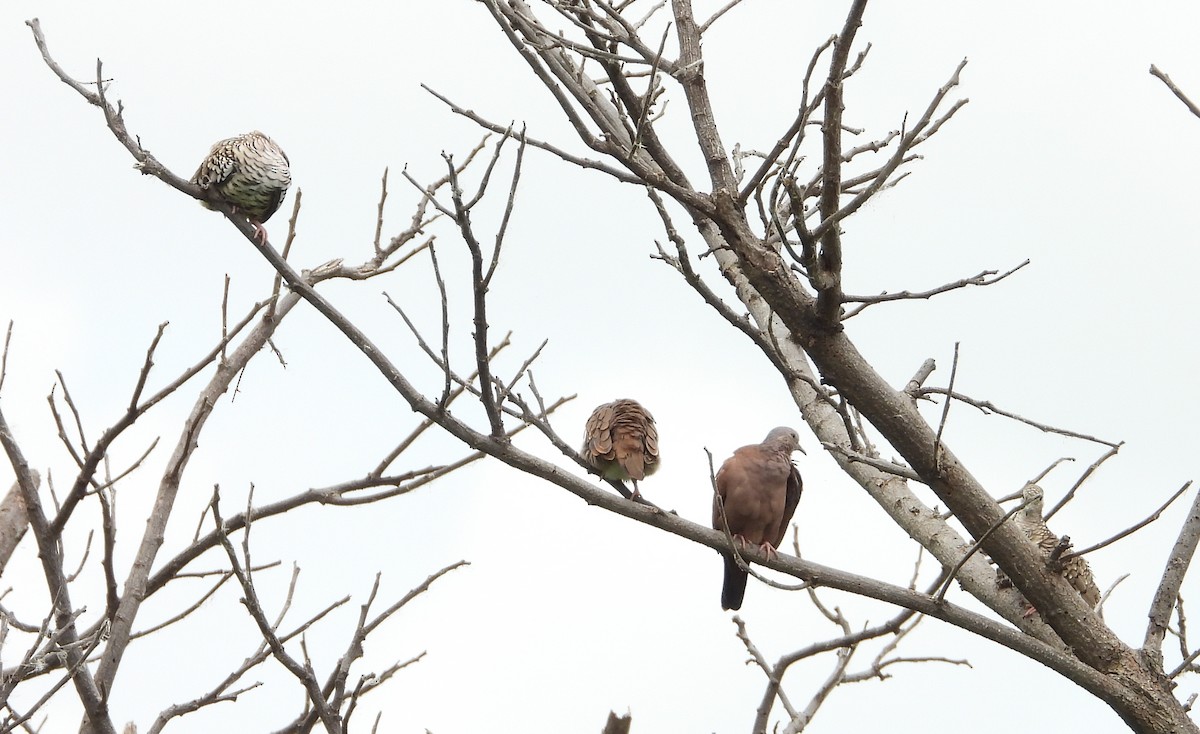 Ruddy Ground Dove - ML620328076