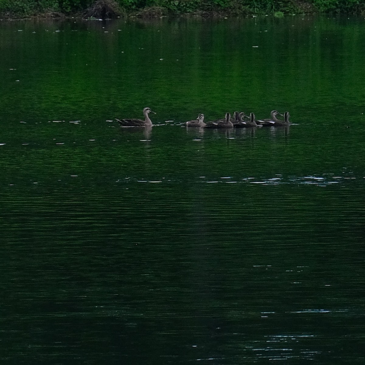 Eastern Spot-billed Duck - ML620328084