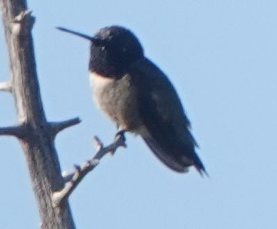 Black-chinned Hummingbird - ML620328085
