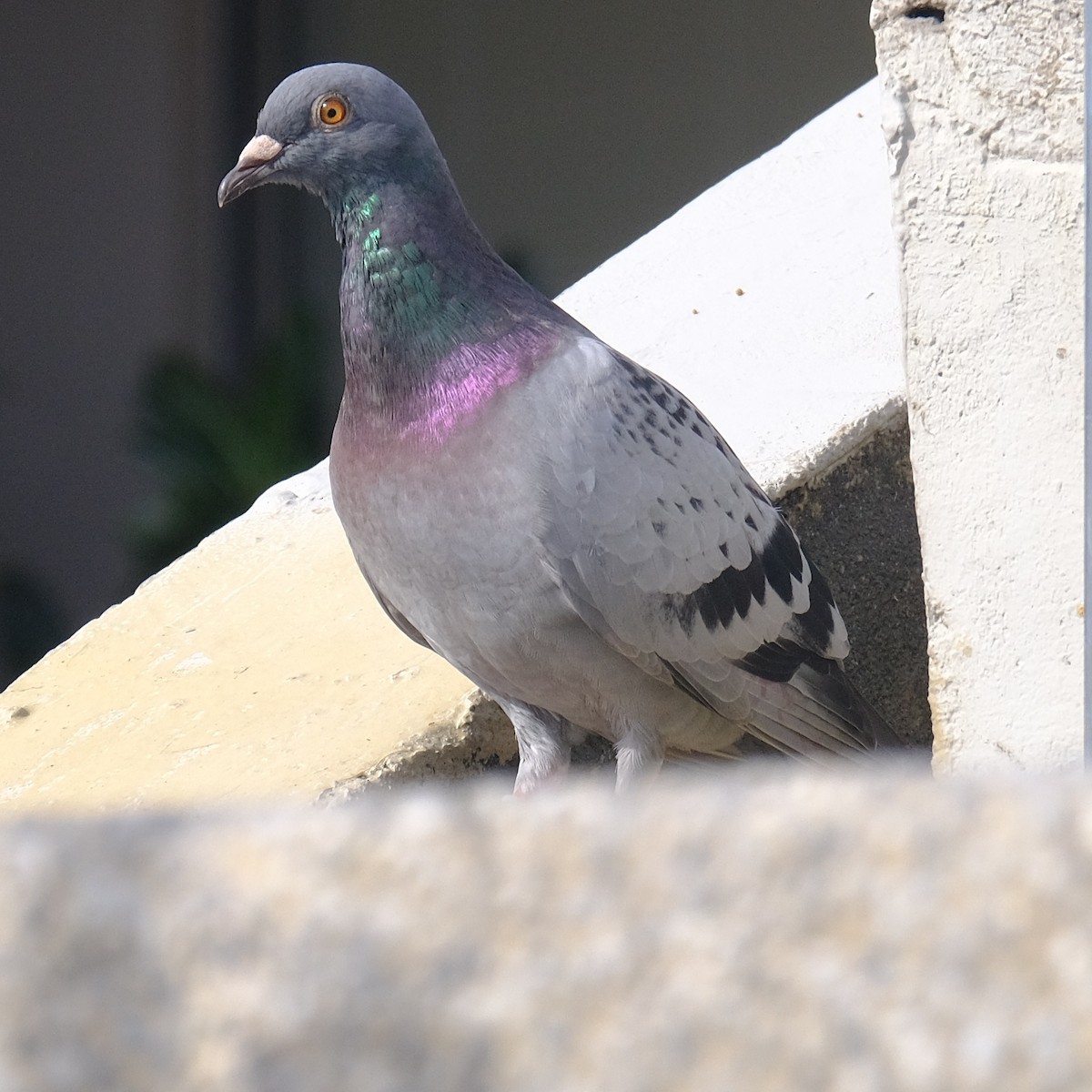 Pigeon biset (forme domestique) - ML620328087