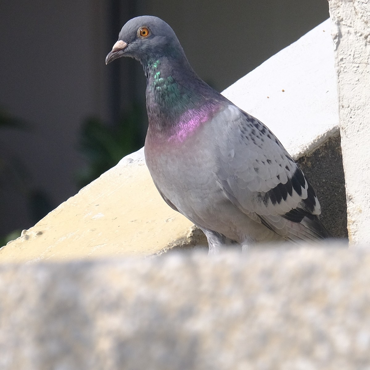 Rock Pigeon (Feral Pigeon) - ML620328088