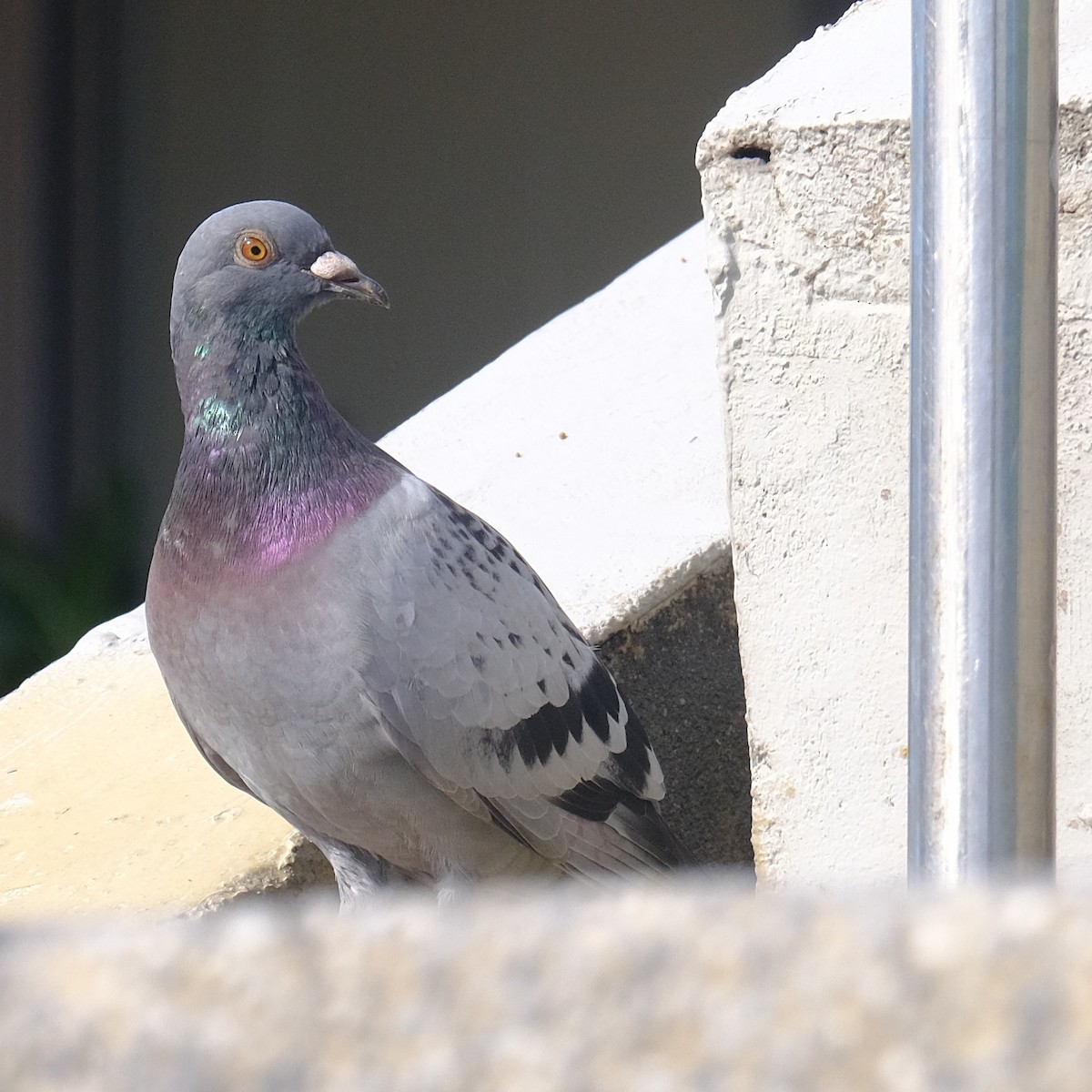 Rock Pigeon (Feral Pigeon) - ML620328089