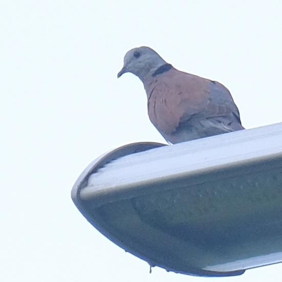 Red Collared-Dove - ML620328093