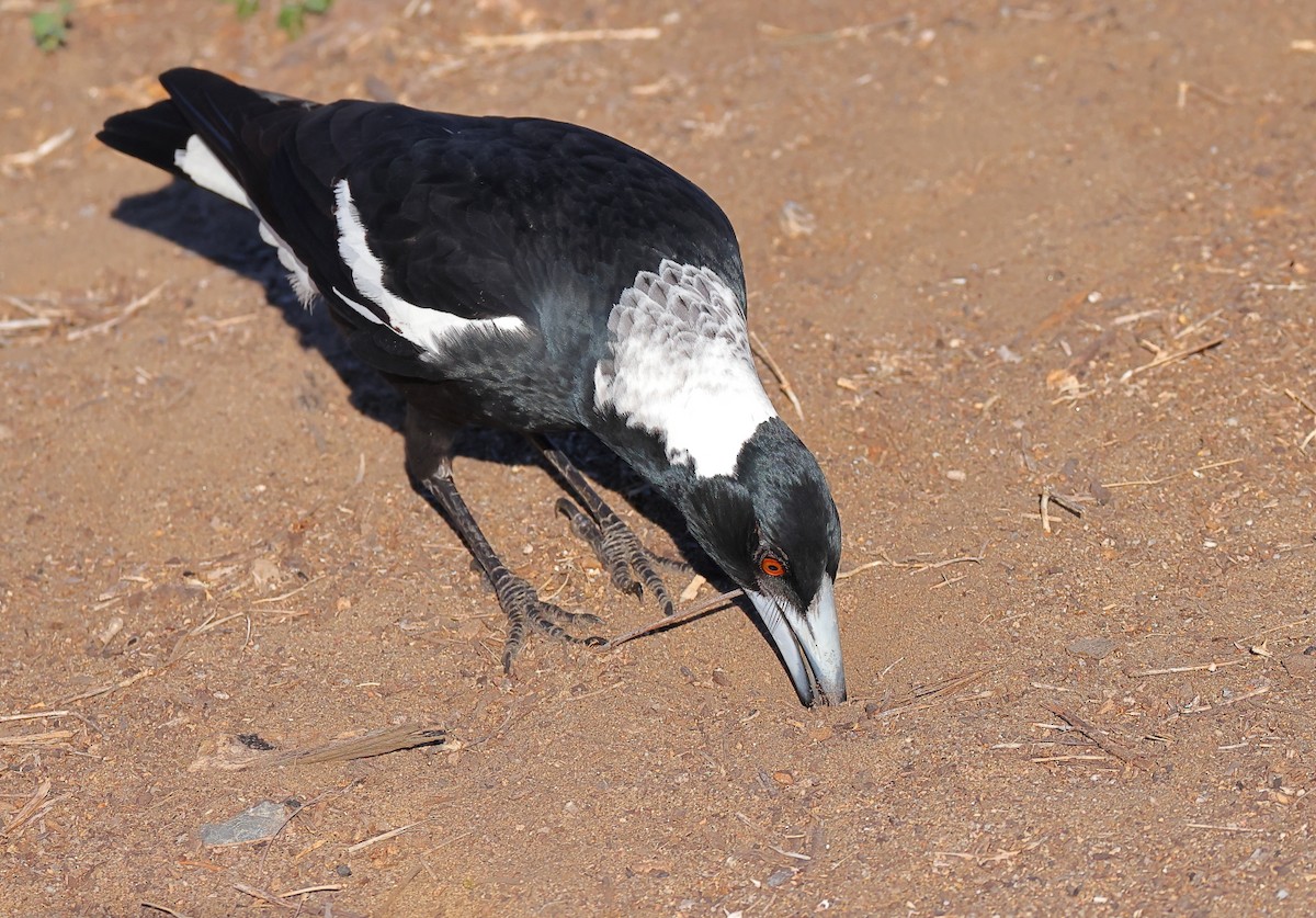 Australian Magpie - ML620328097