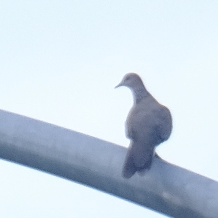 Spotted Dove - ML620328100