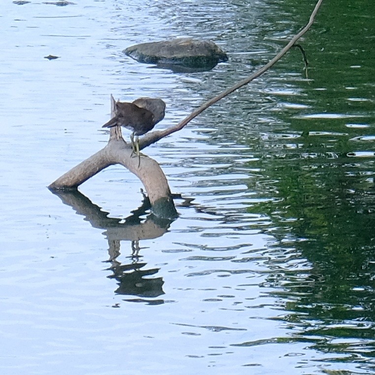 Eurasian Moorhen - ML620328104