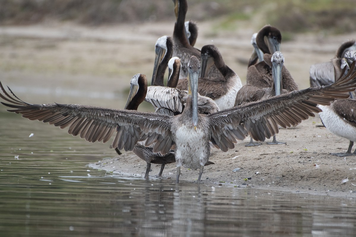 Brown Pelican - ML620328125