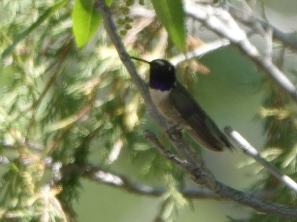 Black-chinned Hummingbird - ML620328127