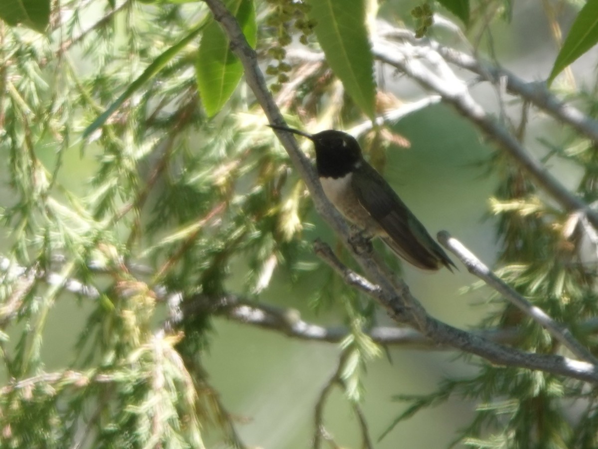 Black-chinned Hummingbird - ML620328128