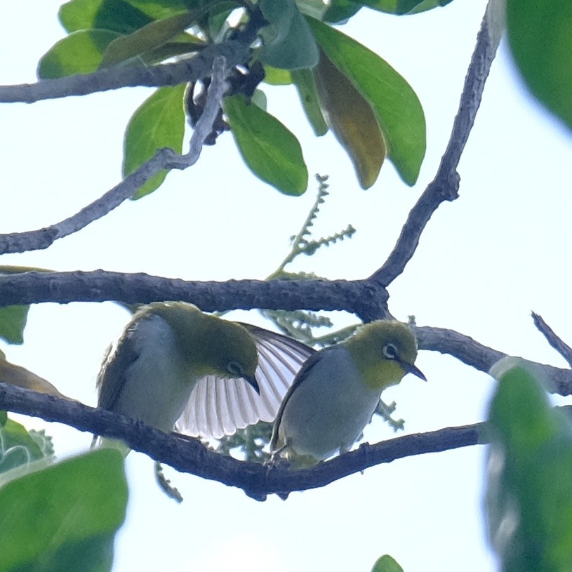 Swinhoe's White-eye - ML620328154