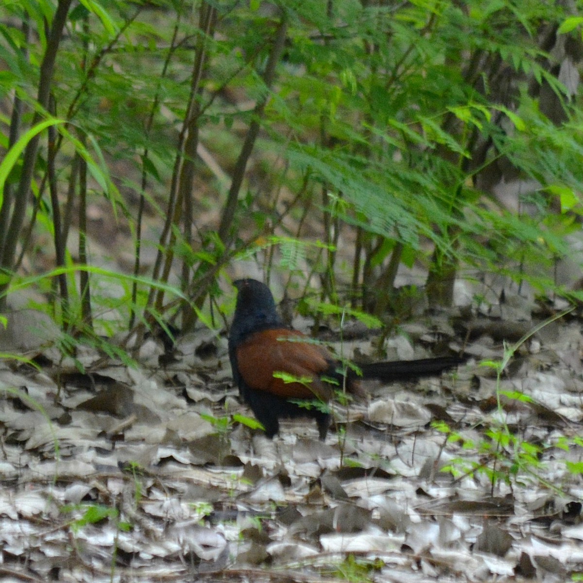 Greater Coucal - ML620328171