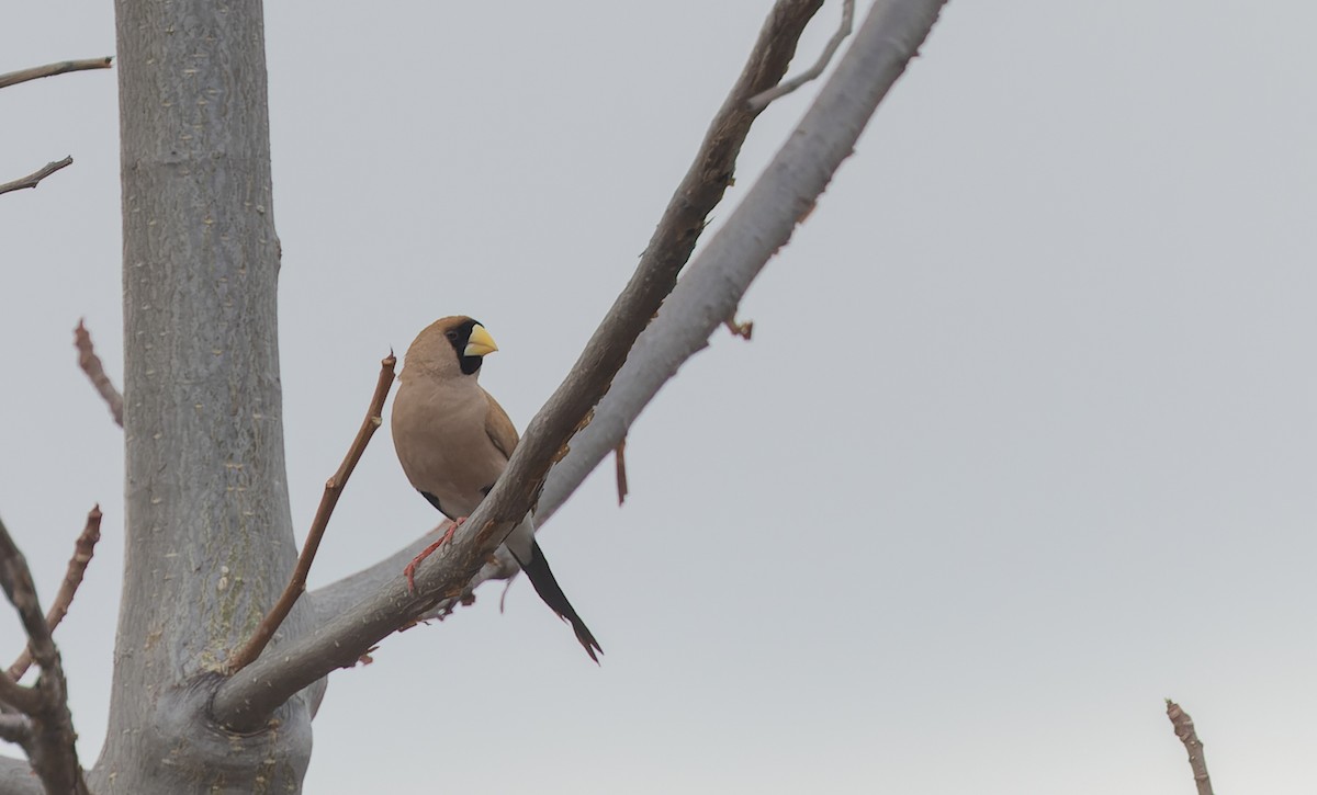 Masked Finch - ML620328172