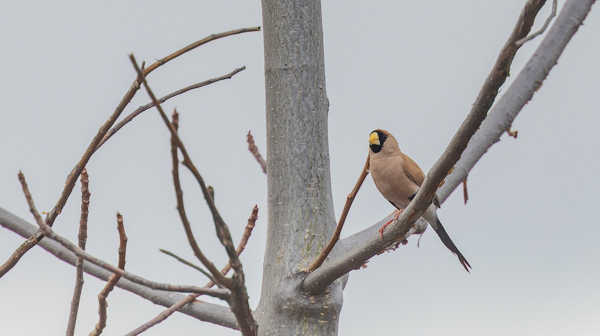 Masked Finch - ML620328173