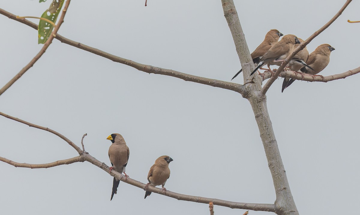 Masked Finch - ML620328174